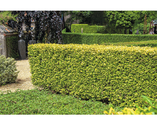 Garten mit geschnittenen Hecken und Kiesweg