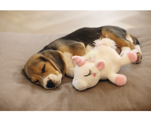 Schlafender Beaglewelpe mit Einhorn-Plüschtier auf einem Hundebett