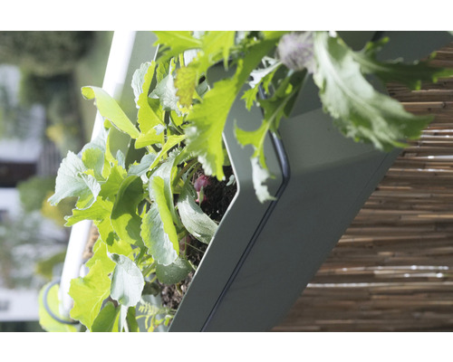 Vertikaler Garten mit Pflanzen in Pflanzgefäßen.