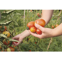 Bio Tomaten Saatgutpaket meine ernte Tomaten Starterset mit 4 Sorten, samenfestes Saatgut-thumb-8