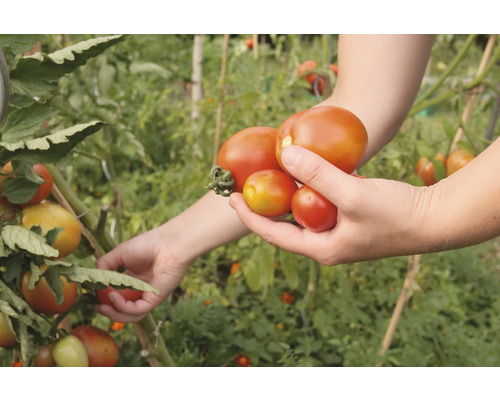 Eine Person erntet Tomaten aus einem Tomatenstrauch.