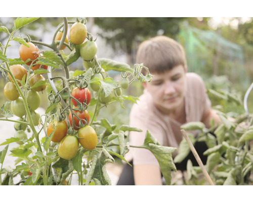 Tomatenpflanze im Garten mit reifen und unreifen Früchten
