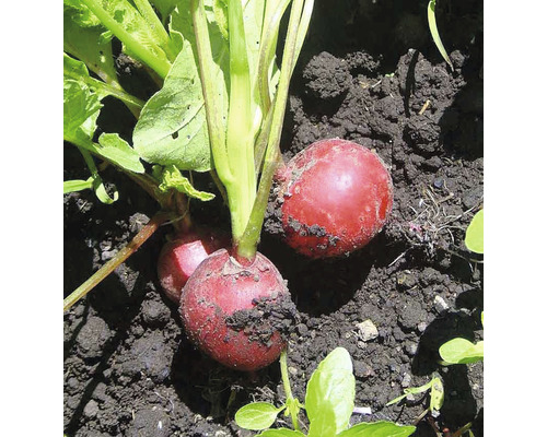 Radieschen im Gartenbeet