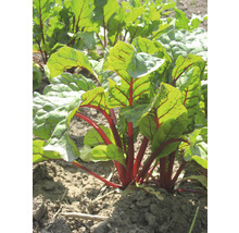 Bio Gemüse Saatgutpaket meine ernte Easy Anbau mit Radieschen, Mangold, Wildtomate, Zuckererbse und rote Bete, samenfestes Saatgut-thumb-10