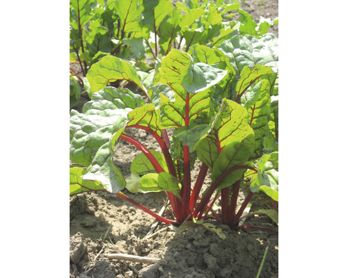 Rote Bete Pflanze im Gartenbeet