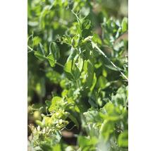 Bio Gemüse Saatgutpaket meine ernte Easy Anbau mit Radieschen, Mangold, Wildtomate, Zuckererbse und rote Bete, samenfestes Saatgut-thumb-11