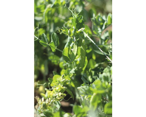 Nahaufnahme von Erbsenpflanzen im Garten.