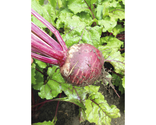 Eine frische Rote Bete mit Blättern im Garten.