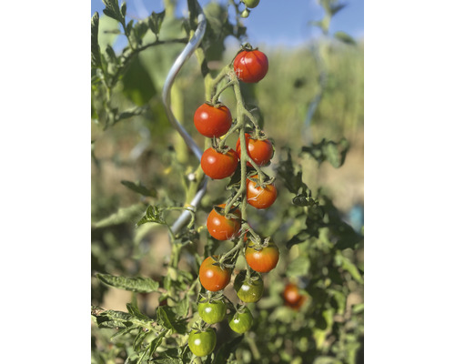 Tomaten an einer Rankhilfe im Garten