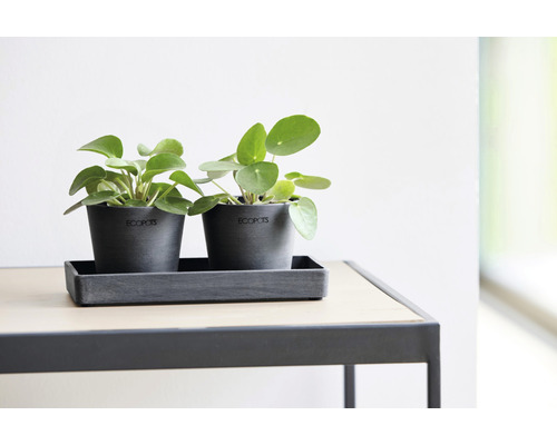 Zwei Ufopflanzen in grauen Pflanzgefäßen von Ecopots auf einer rechteckigen Unterlage auf einem Tisch.