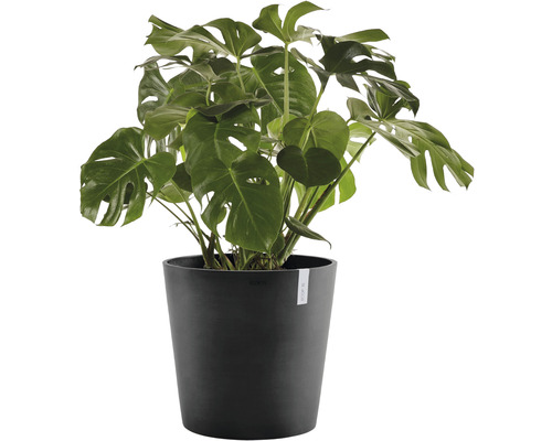 Monstera Zimmerpflanze in schwarzem Pflanzgefäß