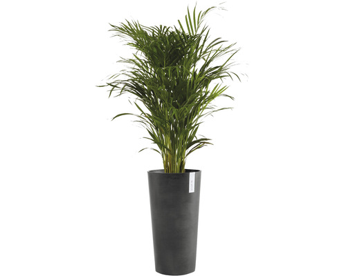 Areca Palme in einem Topf