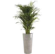 Areca Palme im Pflanzgefäß