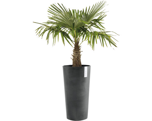 Hanfpalme im Pflanzgefäß für den Innenbereich