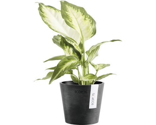 Dieffenbachie Pflanze im Topf