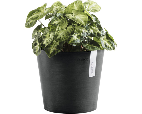 Pfeilblatt im Pflanztopf