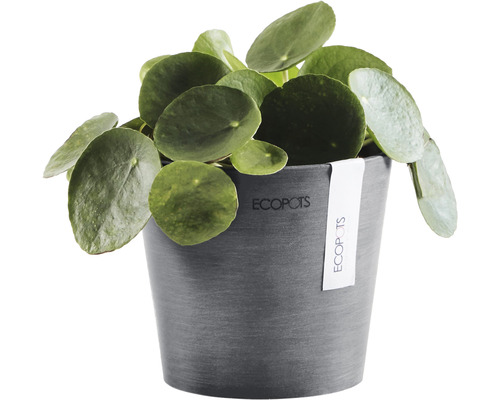 Glückstalerpflanze in einem Topf der Marke Ecopots