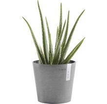 Aloe Vera Pflanze in einem Topf