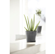Aloe Vera Pflanze im Topf für Innenräume