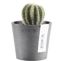 Kaktus in einem Ecopot Pflanzgefäß