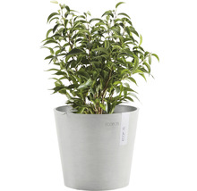 Benjamin Plant in Topf