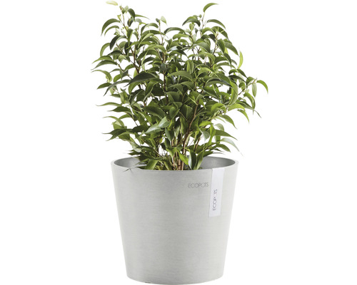 Benjamin Plant in Topf