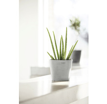 Aloe Vera Pflanze in einem Topf