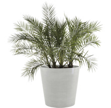 Dattelpalme im Pflanzgefäß