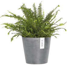 Nephrolepis-Zimmerpflanze in einem Pflanzgefäß