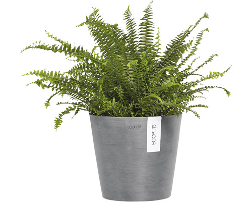 Nephrolepis-Zimmerpflanze in einem Pflanzgefäß