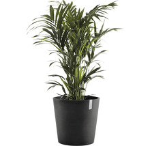 Zimmerpflanze Areca Palme im Topf