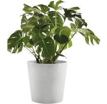 Monstera Zimmerpflanze im Topf