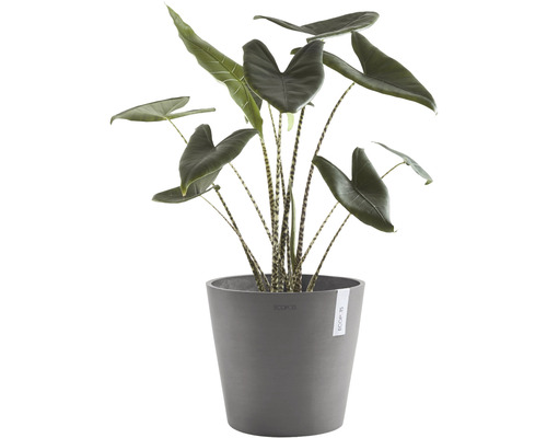 Zimmerpflanze Alocasia zebrina im Topf