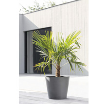 Palme in einem Pflanzgefäß auf einer Terrasse