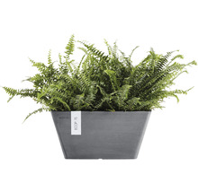 Nephrolepis-Busch im Topf