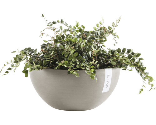 Kriechender Knöterich in einem Pflanzgefäß