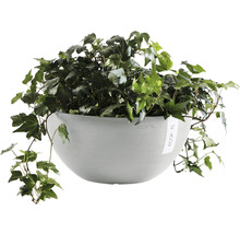 Ecopots Hängeampel mit Efeu
