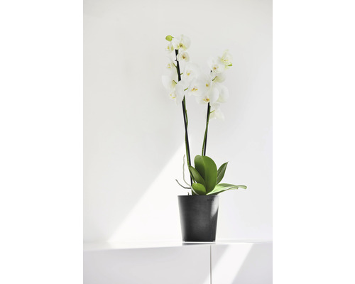 Orchidee im Topf