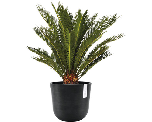 Zierpflanze Sagopalmfarn in einem Pflanzgefäß