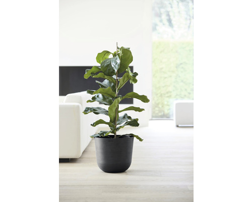 Feigenbaum im Pflanzgefäß in einem hellen Raum.