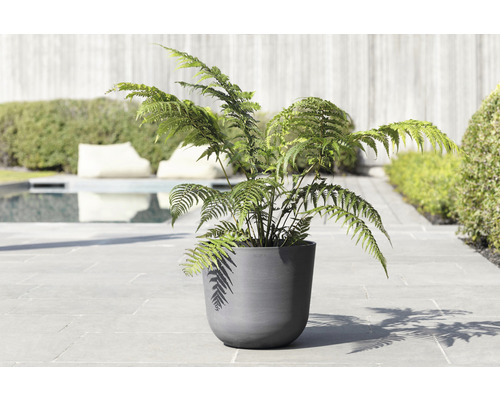 Kübelpflanze mit Farn im Außenbereich