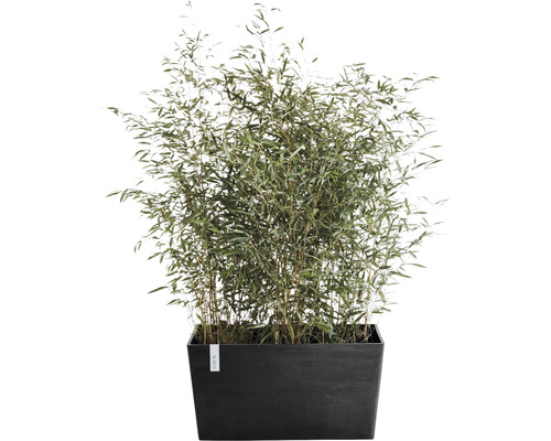 Bambuspflanze in einem rechteckigen Pflanzgefäß