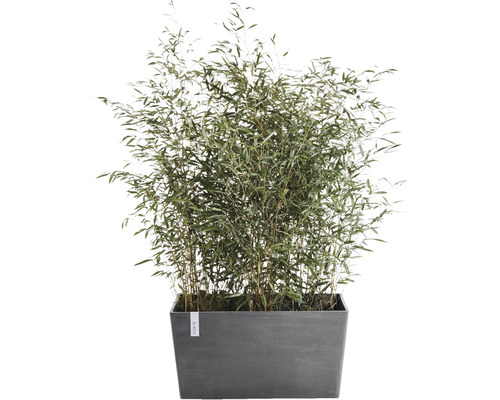 Bambuspflanze im rechteckigen Pflanzgefäß