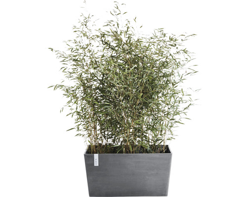 Bambuspflanze im Pflanzkasten