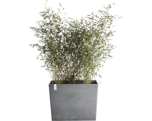 Bambus im Pflanzgefäß