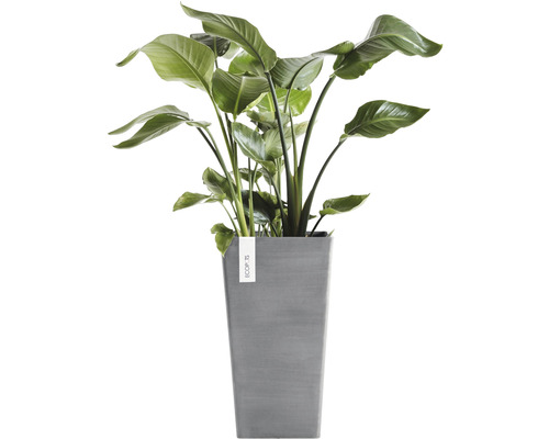 Strelitzie im grauen Pflanzgefäß