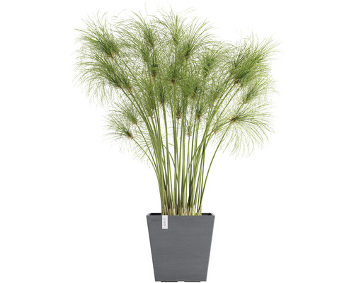 Zypergras in einem grauen Pflanzgefäß