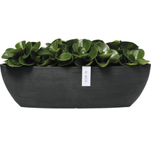 Pflanzgefäß mit Pflanze und Ecopots Logo