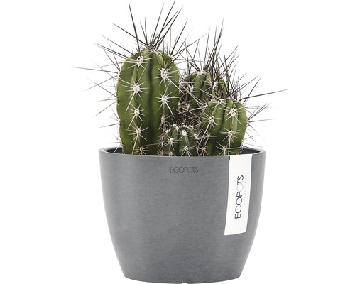 Kaktus in grauem Blumentopf