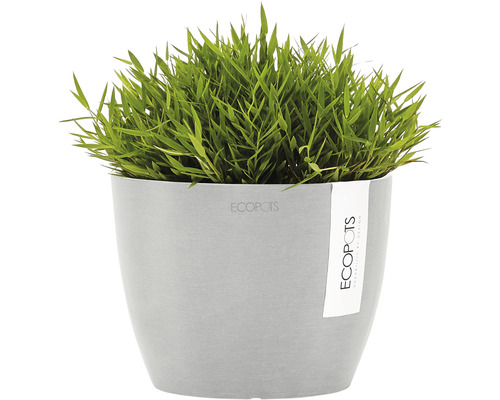 Gräser im Blumentopf